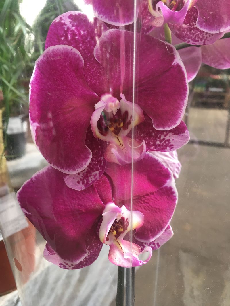 Орхидея Фаленопсис Сорта Фото